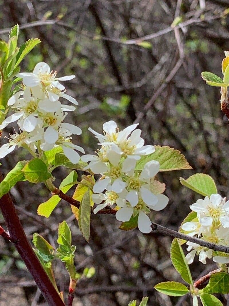 Pacific serviceberry 10