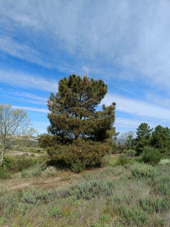 Australian pine 16