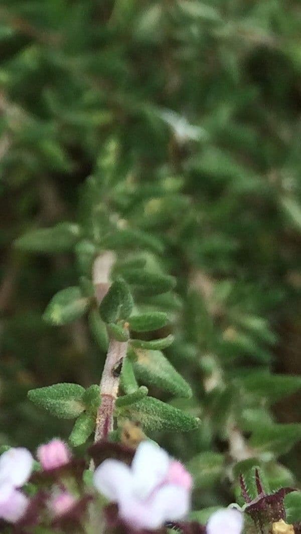 Garden thyme 26