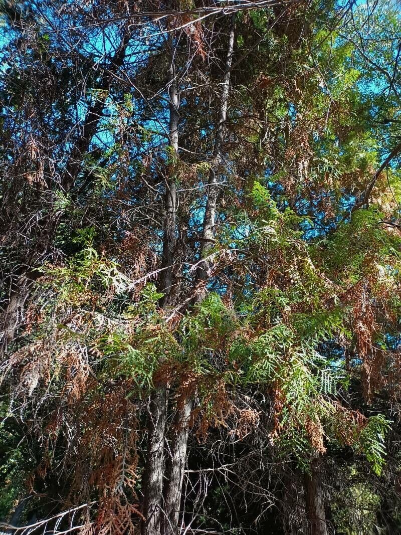 Chilean cedar 11