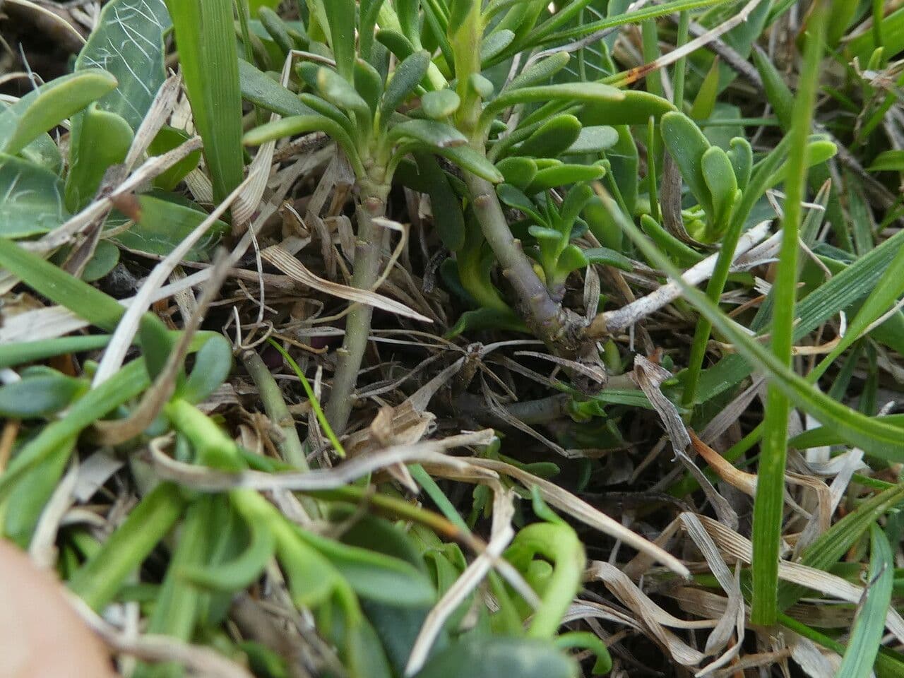 Evergreen candytuft 21