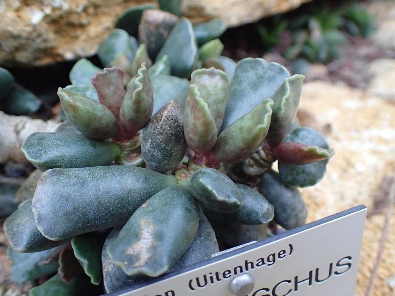 Adromischus 9