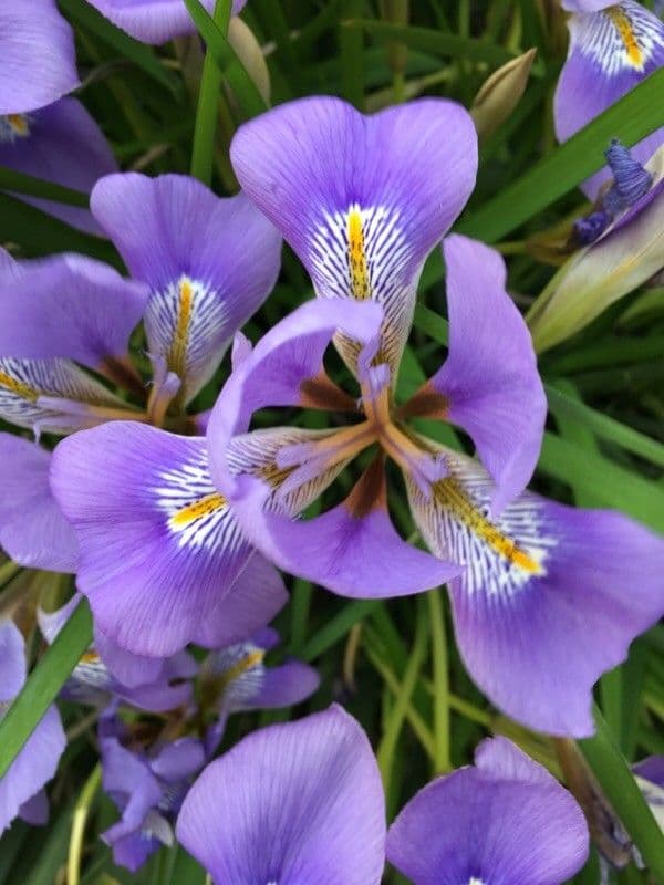 Algerian iris 3