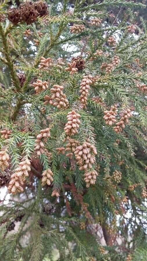 Japanese red-cedar 8