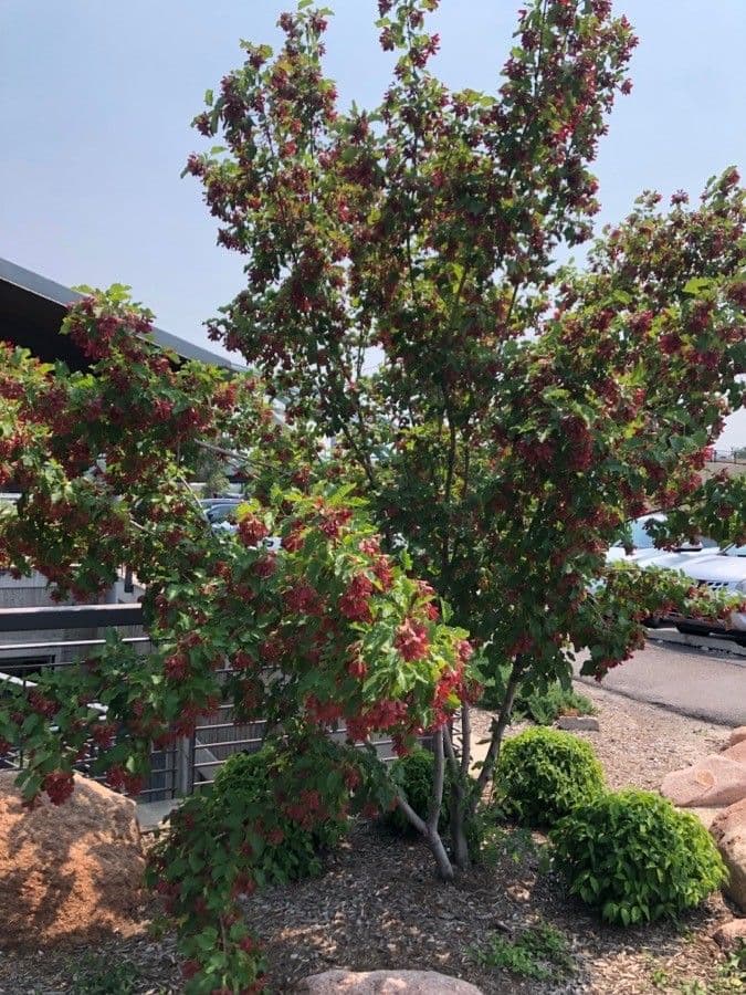 Tartar maple 14