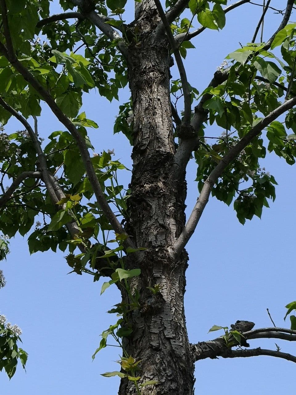 Manchurian catalpa 16