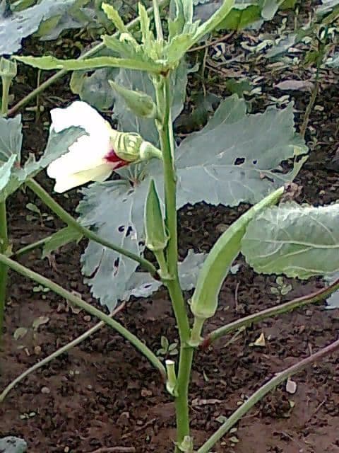 Okra 13