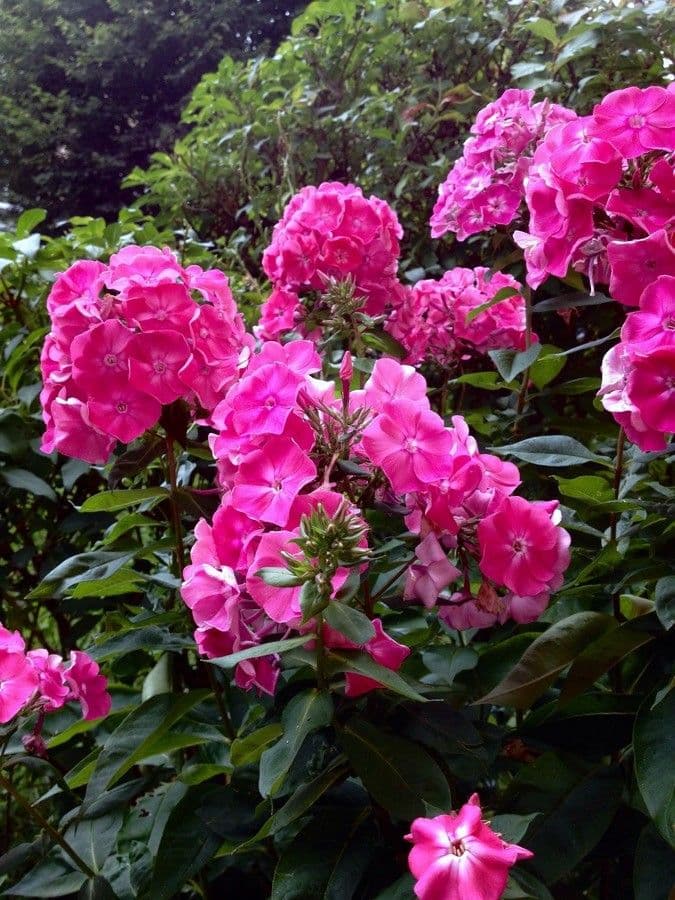 Garden phlox 14