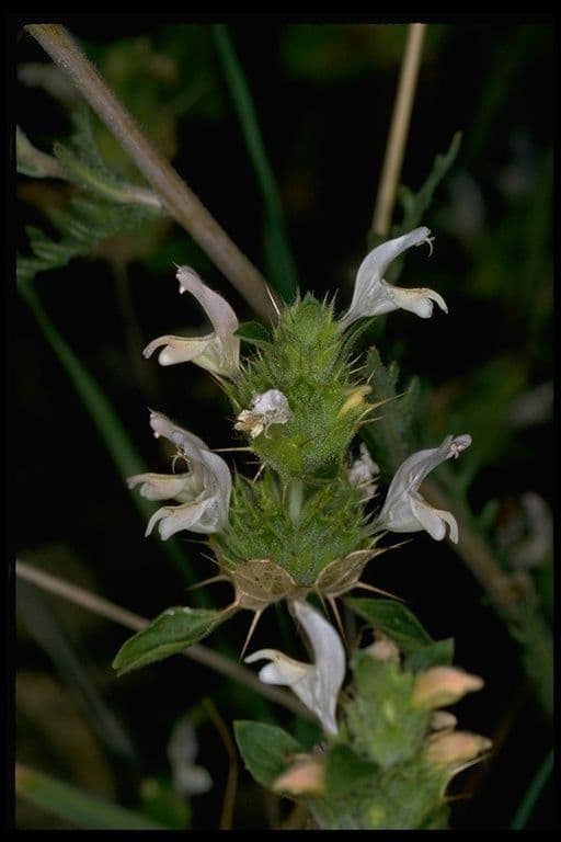 Santa clara thorn-mint 2