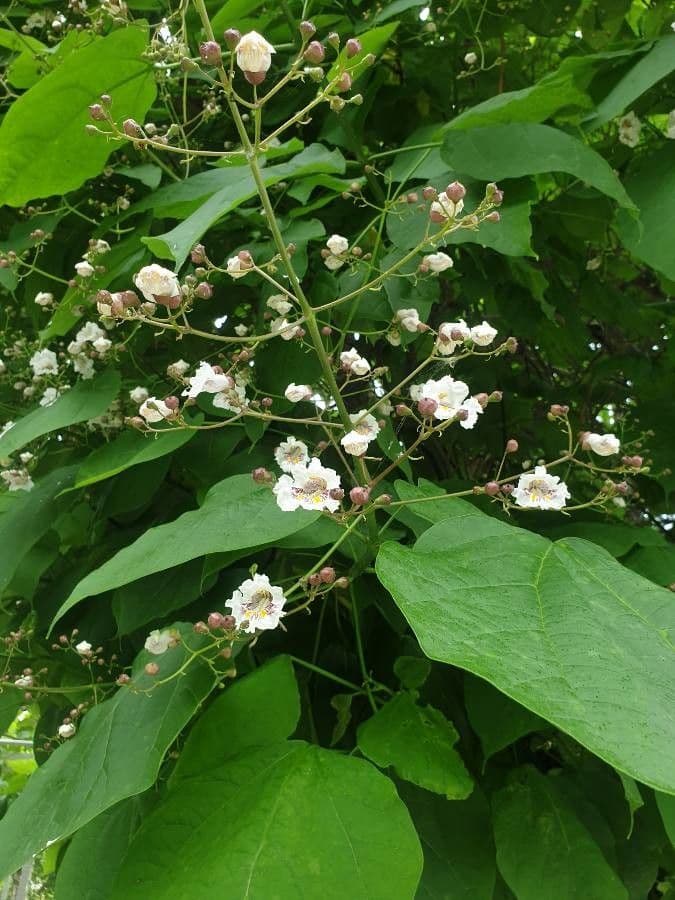 Chinese catalpa 6