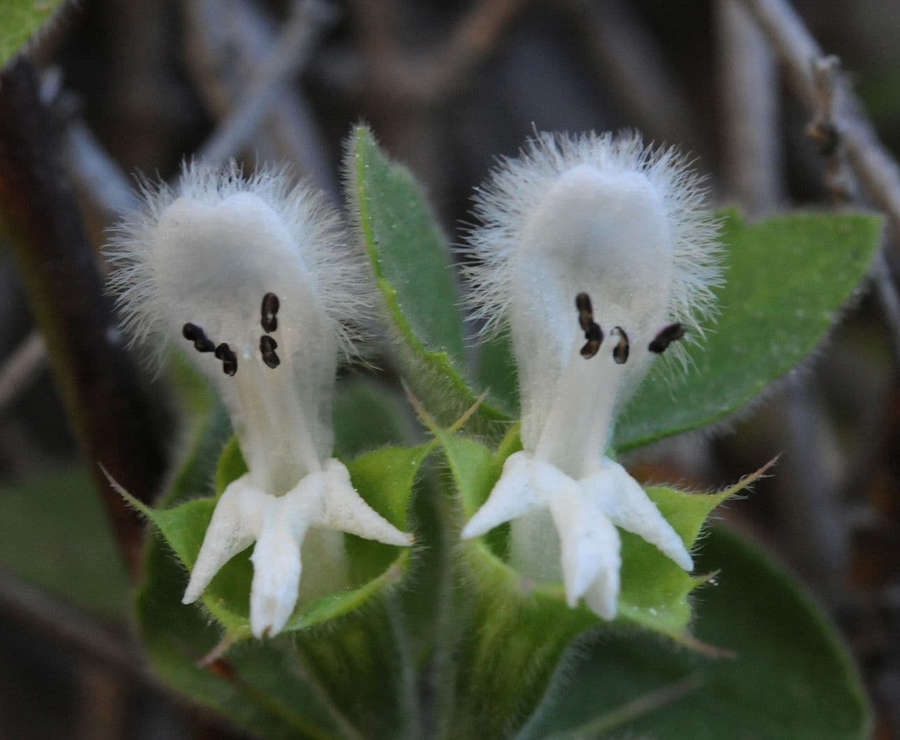 Acanthoprasium