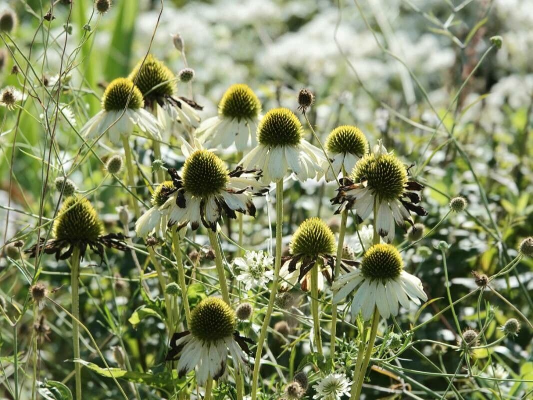 Pale echinacea 11