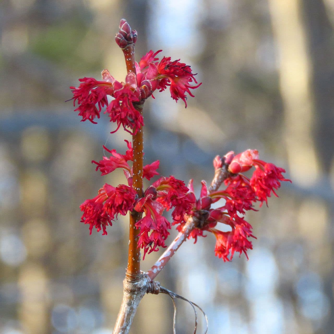 Red maple 10