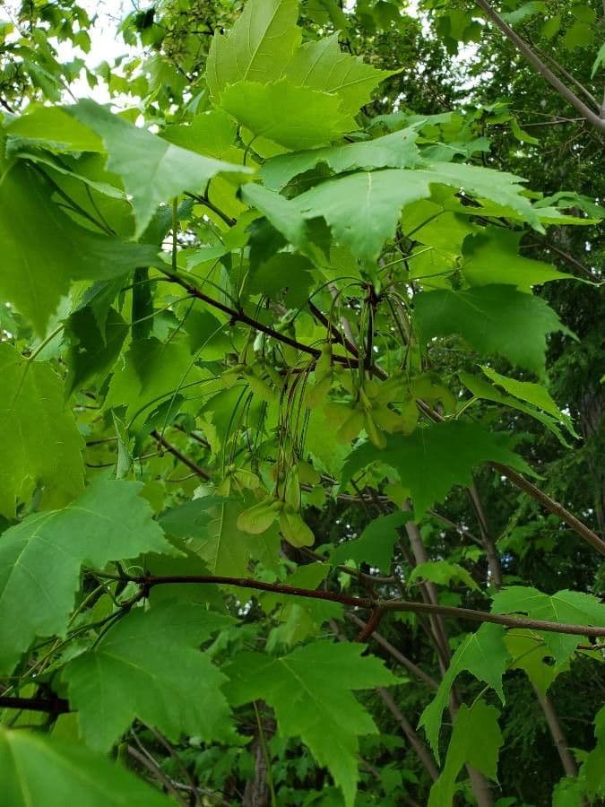 Red maple 5