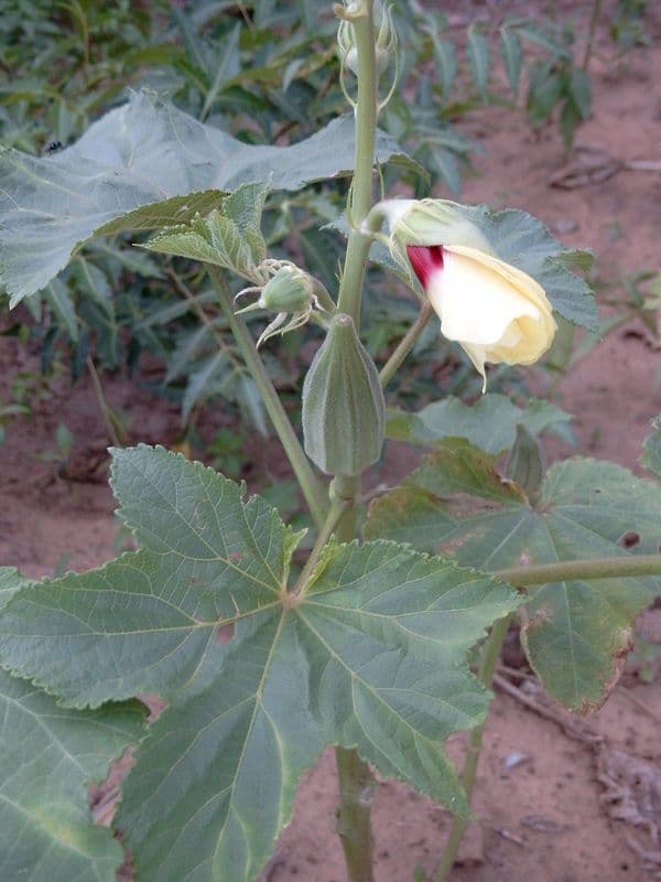 Okra 28