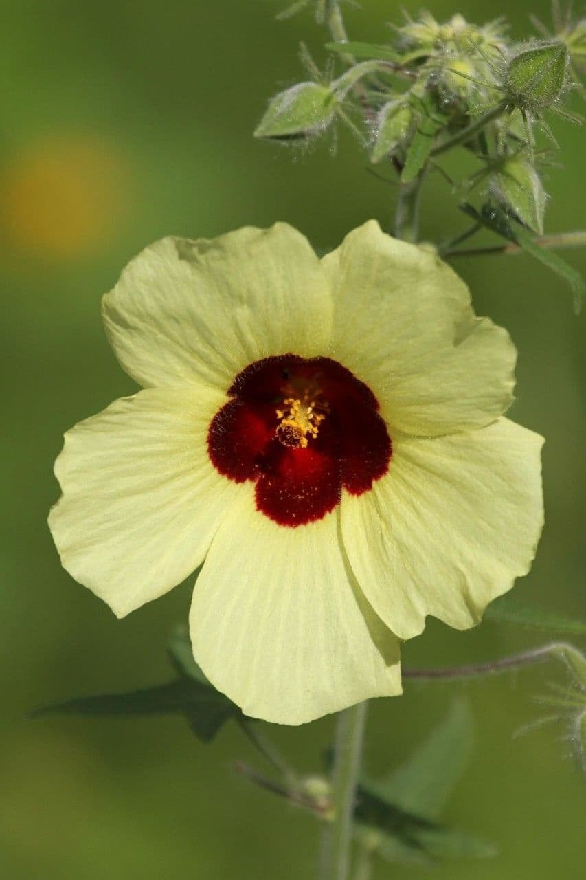 Okra 9