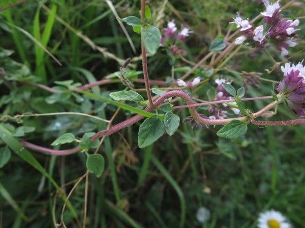 Wild marjoram 16