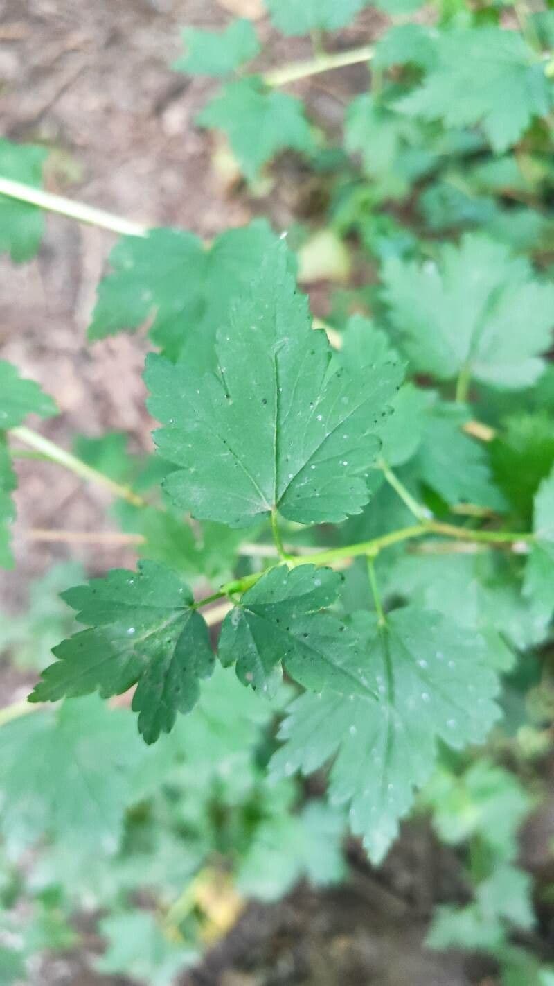 Alpine currant 18