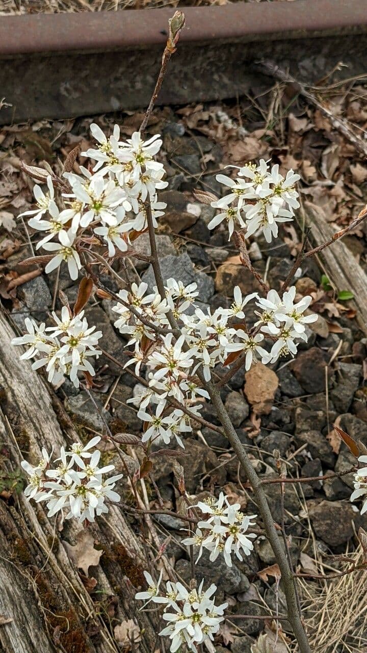 juneberry 13