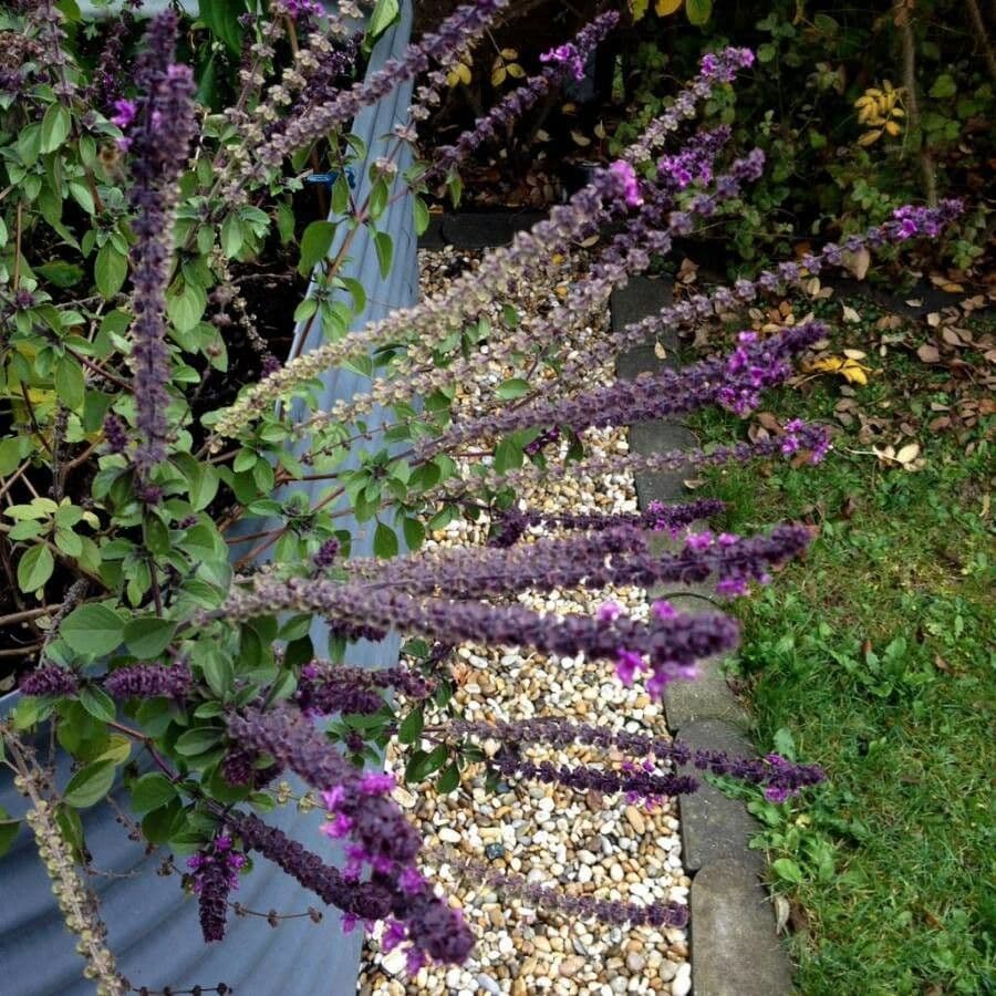 Basil 15