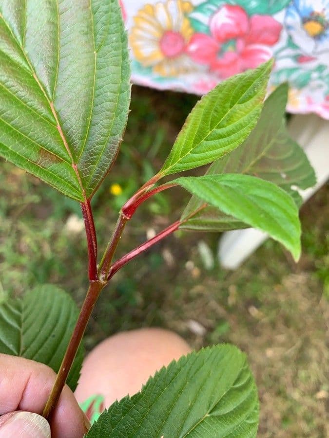 Red-osier dogwood 20