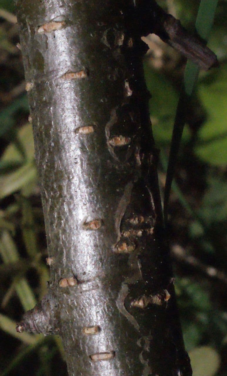 Green alder 21
