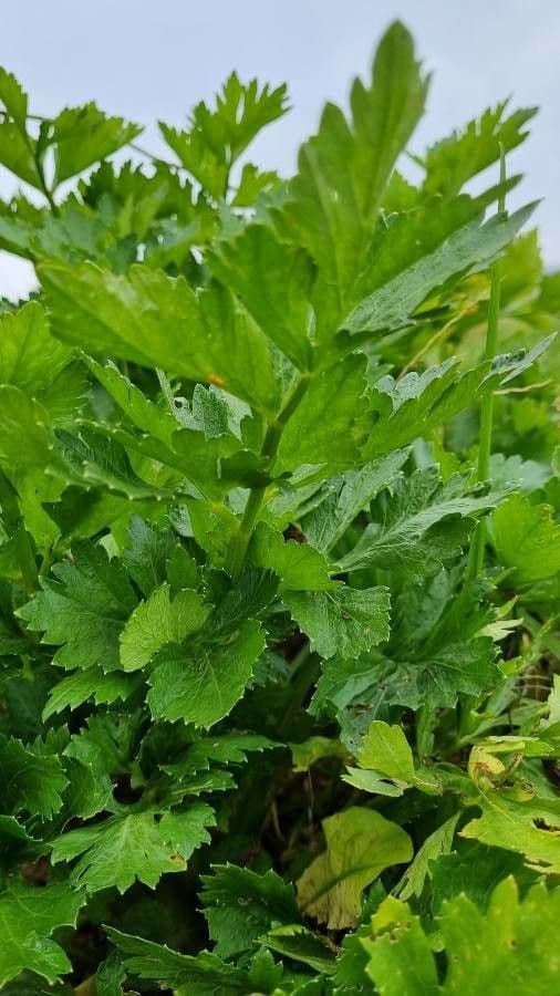 Celery 19