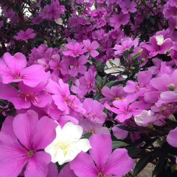 Garden phlox 28
