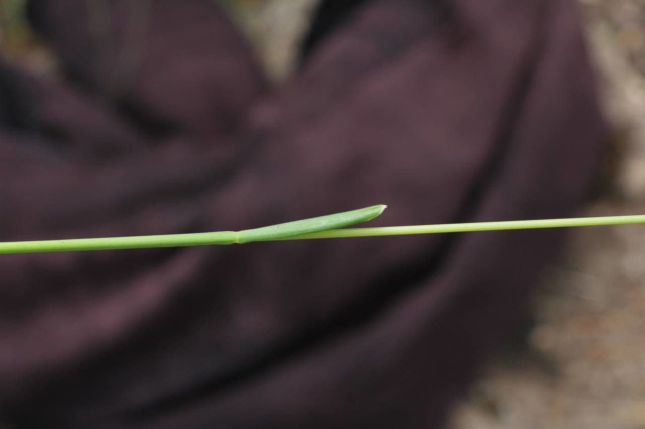 Blue moor grass 22
