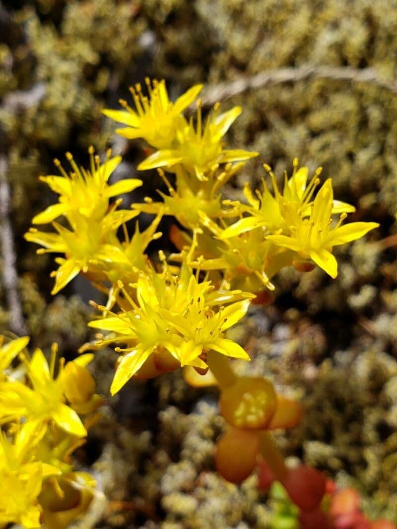 Pacific stonecrop 3