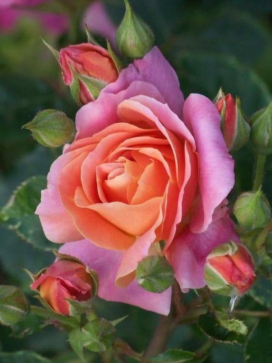 Bengal rose 10