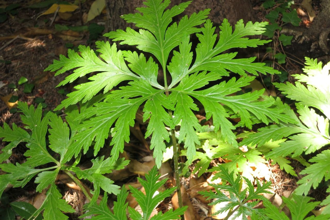 Giant herb-robert 23