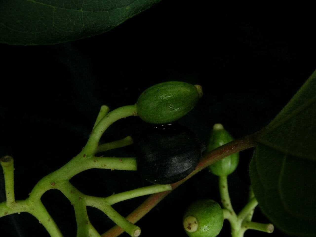 Alangium 11