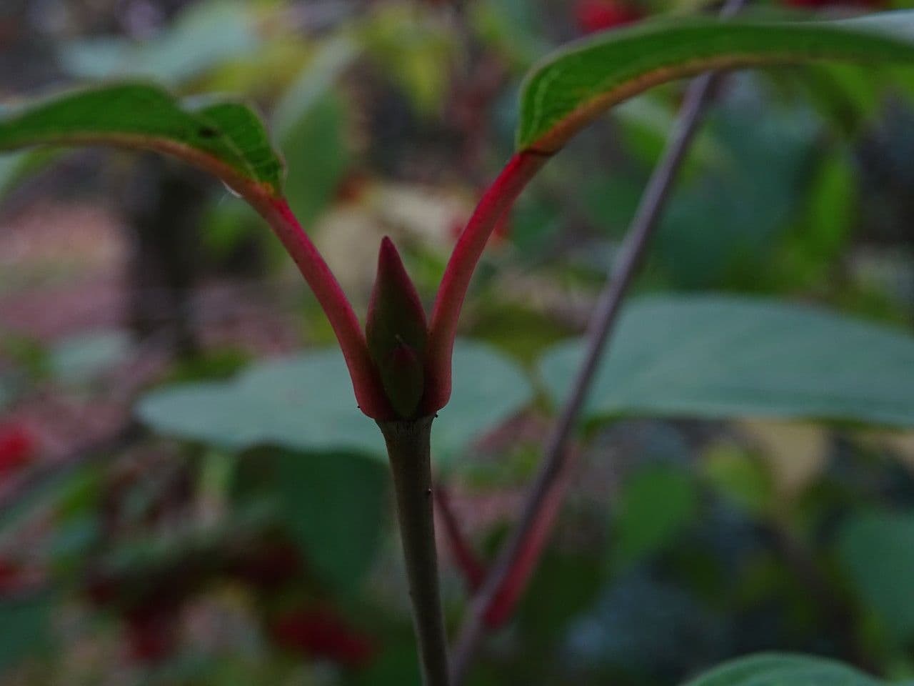 Tea-leaf viburnum 9