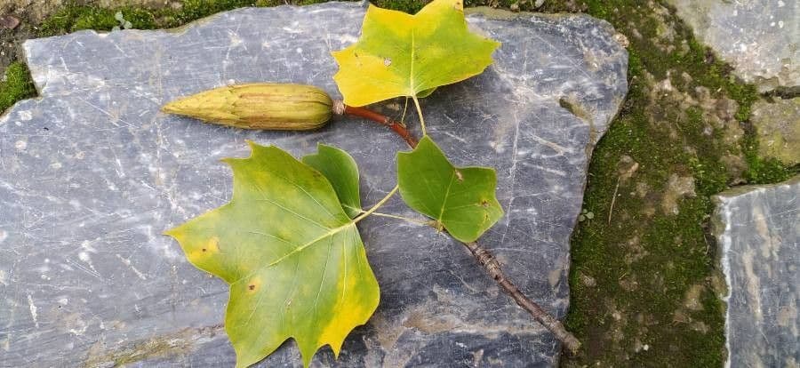 Tulip-poplar