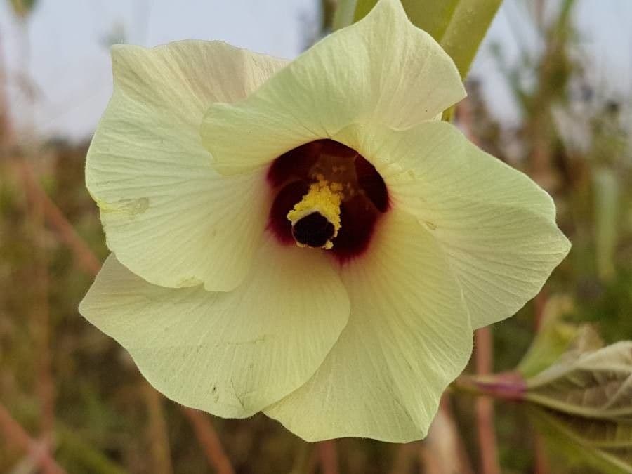 Okra 10