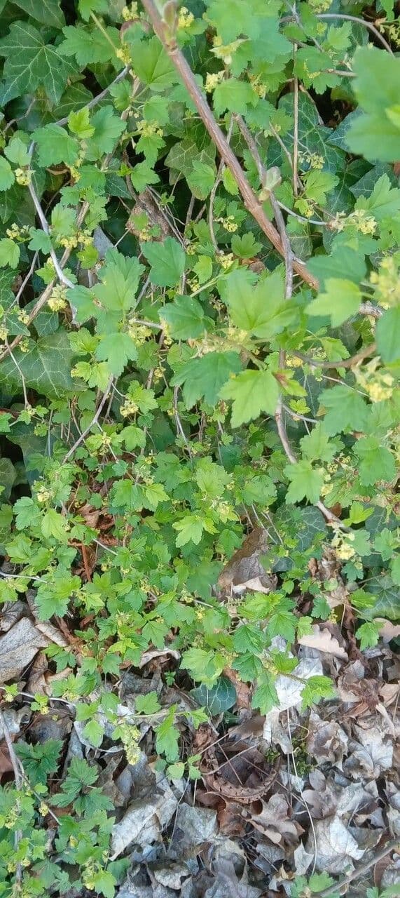 Alpine currant 15