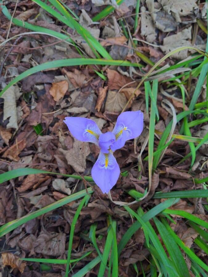 Algerian iris 2