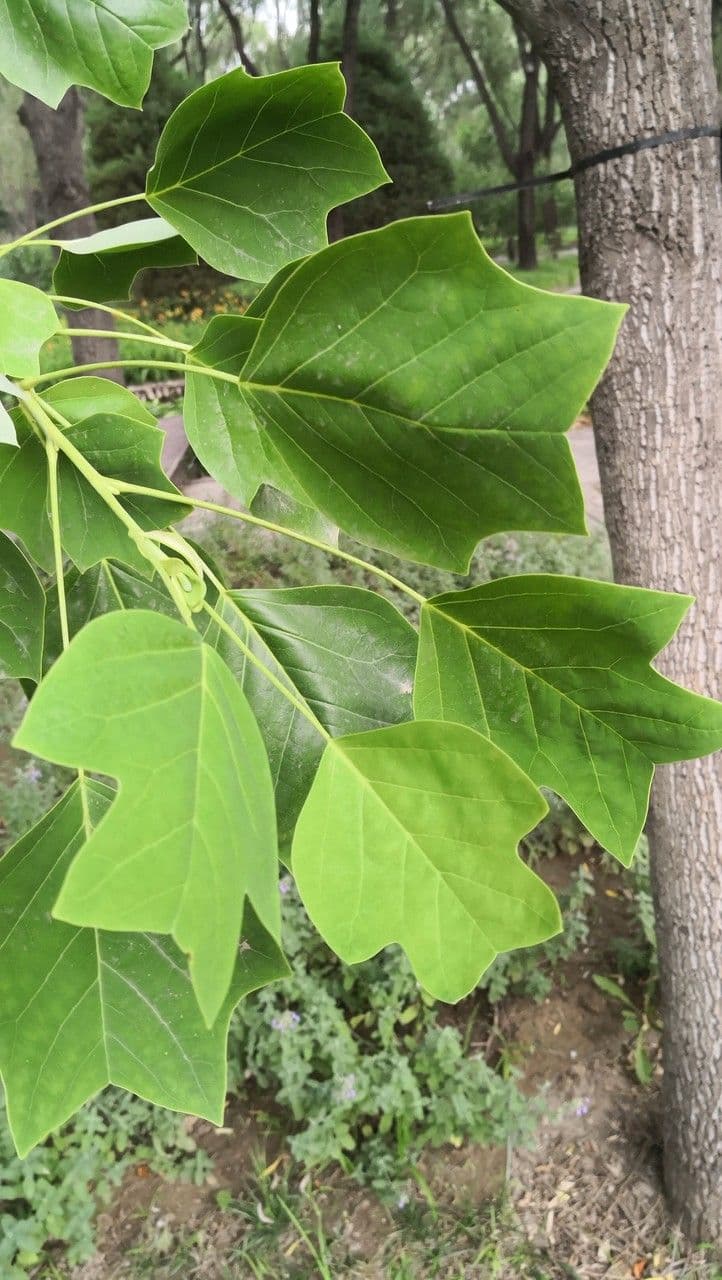 Chinese tuliptree 5