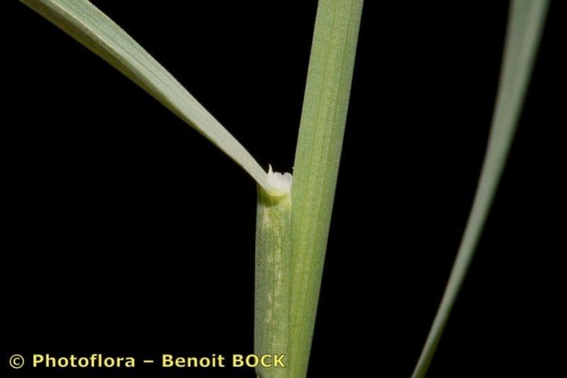 Glaucous Meadow-grass 16