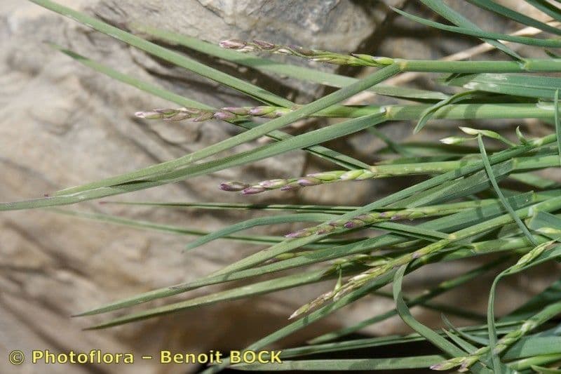 Glaucous Meadow-grass 21