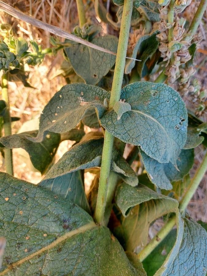 Dense-flower mullein 22