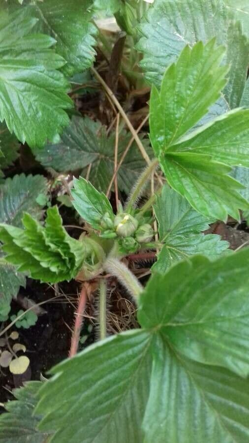 Alpine strawberry 27