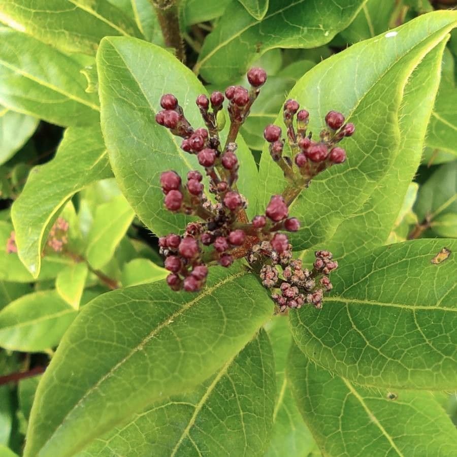 Laurustinus 27