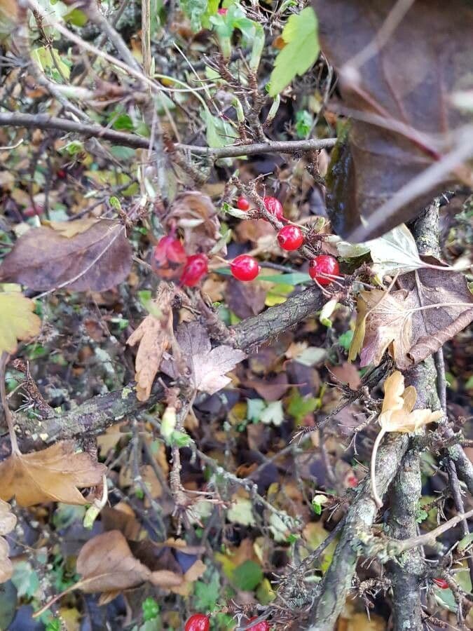 Alpine currant 2