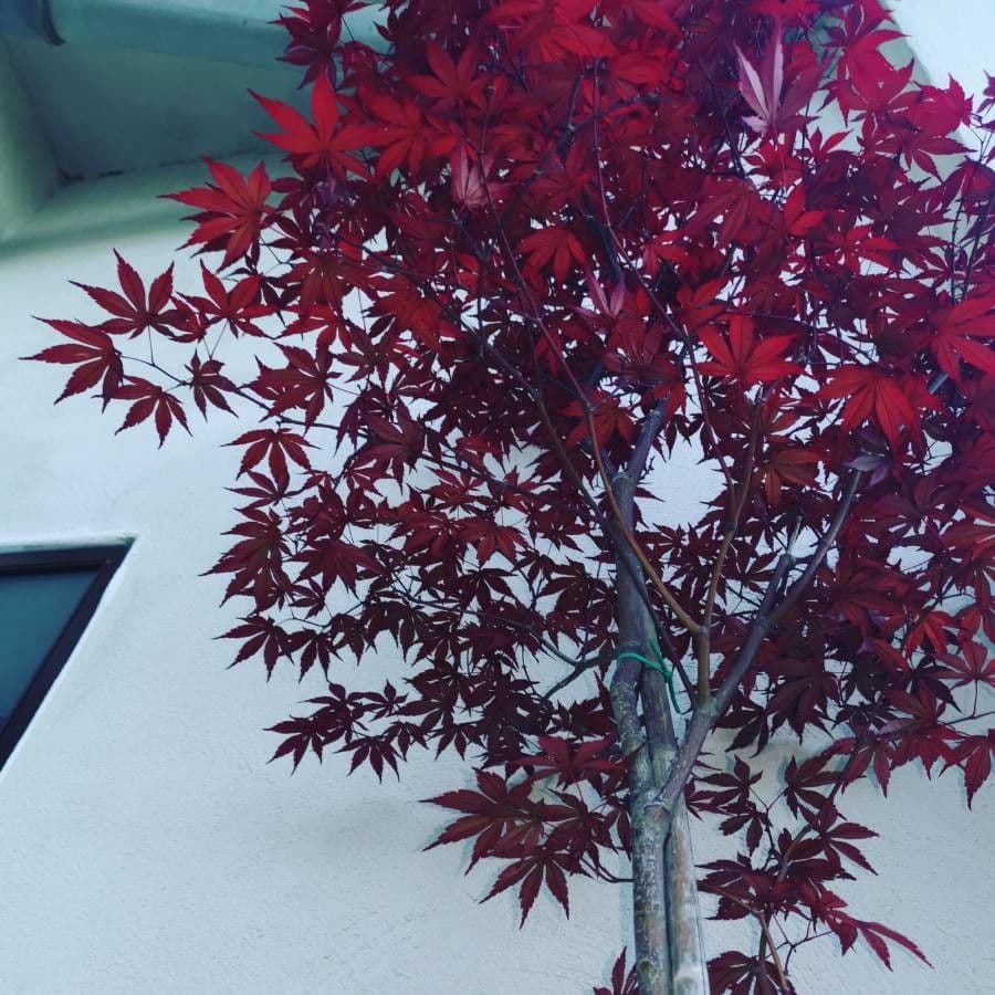 Japanese Maple 11