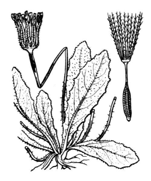 Hairy hawkbit 20