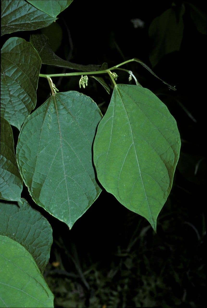 Alangium 4