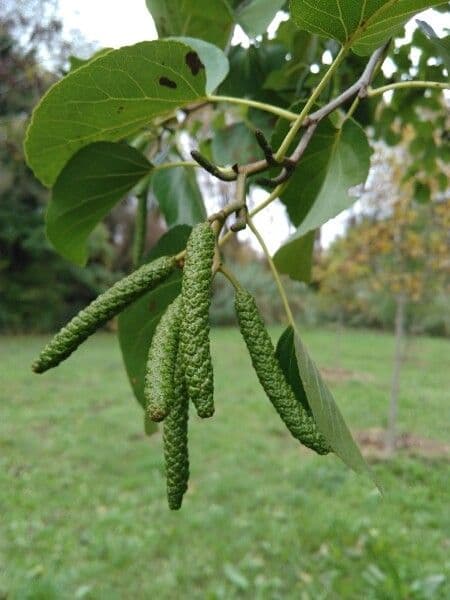 Italian alder 9