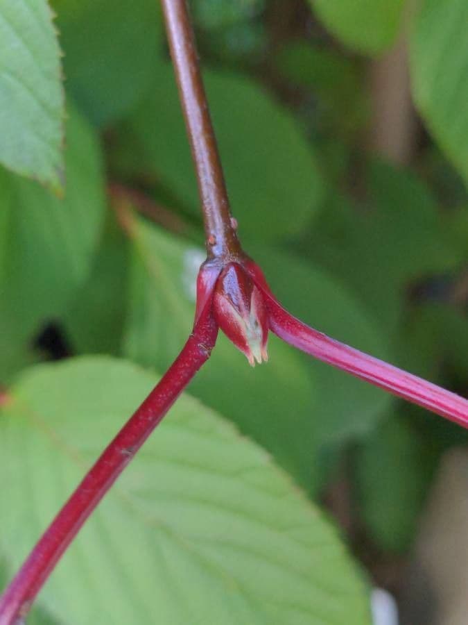Culver's root 29